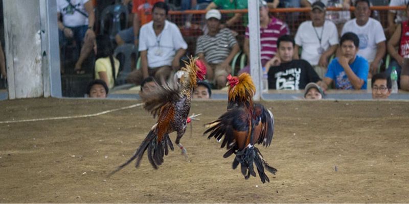 Kinh nghiệm chơi đá gà luôn thắng